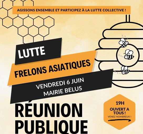Lutte contre le frelon asiatique Réunion publique